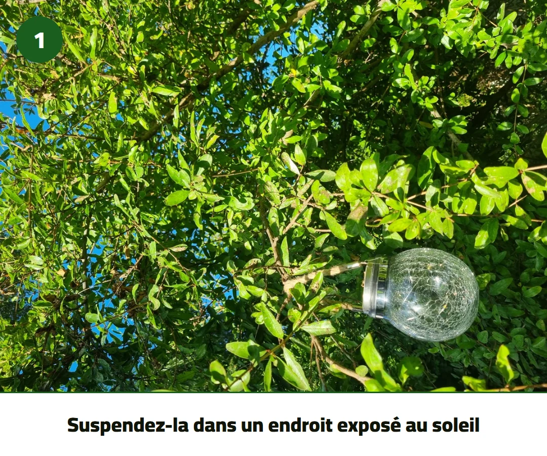 Suspendez-la dans un endroit exposé au soleil