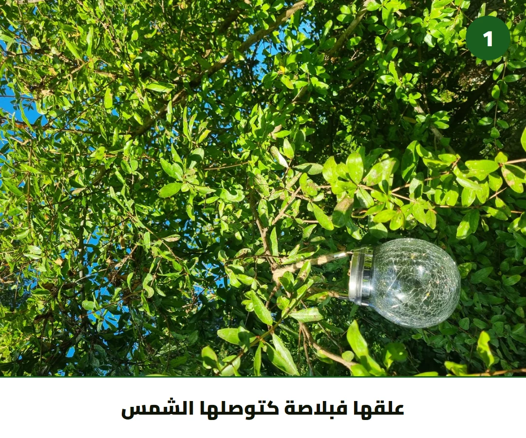 علقها فبلاصة كتوصلها الشمس